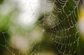 Cobweb Royalty Free Stock Photo