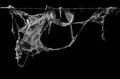 Cobweb or spider web isolated on black background