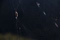 Cobweb; spider web; tela aranea Royalty Free Stock Photo