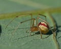 Common Candy-striped Spider Enoplognatha ovata