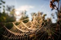 Cobweb or spiderweb natural pattern background close-up. Cobweb with drops of dew in the morning. Spider web net texture