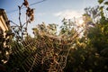 Cobweb or spiderweb natural pattern background close-up. Cobweb with drops of dew in the morning. Spider web net texture Royalty Free Stock Photo