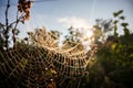 Cobweb or spiderweb natural pattern background close-up. Cobweb with drops of dew in the morning. Spider web net texture