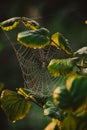 Cobweb spiderweb on tree twig