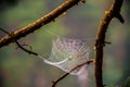 Cobweb spiderweb on tree twig