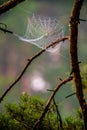 Cobweb spiderweb on tree twig