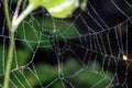 Cobweb ,spiderweb with water drop