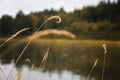 Cobweb on a stalk of grass on river background Royalty Free Stock Photo