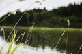 Cobweb on a stalk of grass on river background Royalty Free Stock Photo