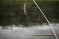 Cobweb on a stalk of grass on river background Royalty Free Stock Photo