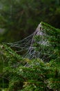 Cobweb strewn with small drops of water on a spruce branch in dense fog