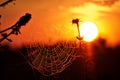 cobweb sunset capture a cobweb silhouetted against a sunset for Royalty Free Stock Photo
