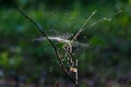 Cobweb on thin branches. Autumn landscape, close-up Royalty Free Stock Photo