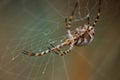 Cobweb and unfocused spider behind Royalty Free Stock Photo