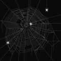 Cobweb vector decorative element. Crawling spider. Spiderweb object on isolated background. Royalty Free Stock Photo