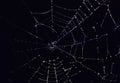 Cobweb and water drops on black background, dew drops on spiderweb Royalty Free Stock Photo