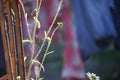 Cobweb on wild flowers in urban garden in evening un with washing blurred in background