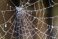 Cobweb winter mists in the swamps of Emilia Romagna, blanket of damp and cold Royalty Free Stock Photo