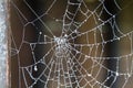 Cobweb winter mists in the swamps of Emilia Romagna, blanket of damp and cold Royalty Free Stock Photo