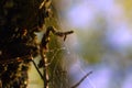 Cobweb woven on tree branches. Royalty Free Stock Photo