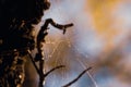 Cobweb on tree branches. Royalty Free Stock Photo