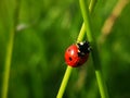 Cobwebbed ladybug Royalty Free Stock Photo