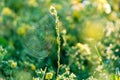 Cobwebs on a blade of grass during the morning dawn bright background of grass Royalty Free Stock Photo