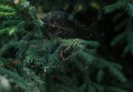 Cobwebs in branches with green volumetric small needles of coniferous Siberian spruce tree in forest in light of sun