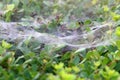 Cobwebs on bushes and plant branches