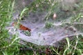 Cobwebs on bushes and plant branches