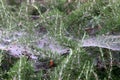 Cobwebs on bushes and plant branches