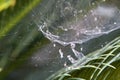 Cobwebs on bushes and plant branches