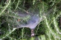 Cobwebs on bushes and plant branches