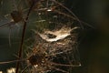 Cobwebs on bushes and plant branches