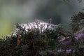 Cobwebs on bushes and plant branches