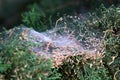Cobwebs on bushes and plant branches
