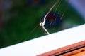 Cobwebs in the corner of the village window Royalty Free Stock Photo