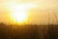 Cobwebs at dawn Royalty Free Stock Photo