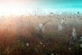 Cobwebs on dry grass at foggy autumn morning Royalty Free Stock Photo