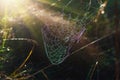 Cobwebs on dry grass at foggy autumn morning Royalty Free Stock Photo