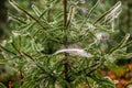 Cobwebs on fir branches Royalty Free Stock Photo