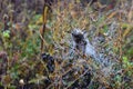 Cobwebs in dew drops Royalty Free Stock Photo