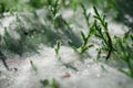 Cobwebs on the grass with dew drops - selective focus, water drops on web in forest