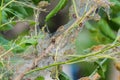 Cobwebs on green bush branch. Wild nature