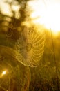 cobwebs in a meadow among flowers and herbs in the golden dawn fog. Royalty Free Stock Photo