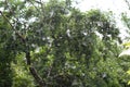 Cobwebs polluted with poplar fluff Royalty Free Stock Photo