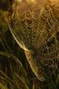 Cobwebs in the sunlight and sparkling dew drops in the early morning on a meadow. Bliss of the morning.