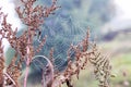 Cobwebs on thickets of dry weeds in a meadow