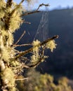 Cobwebs on the tree branch in the forest against a mountain in the background on a sunny day