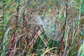 Cobwebs on the wet grass Royalty Free Stock Photo